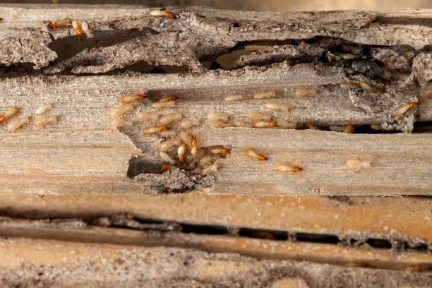 Best Termite Control Services  in Dexter, OR